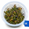 INV Rotala florida sunset.jpg