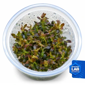 Rotala florida sunset invB