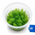 INV Rotala Nanjenshan.jpg