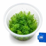 Rotala nanjenshan invB