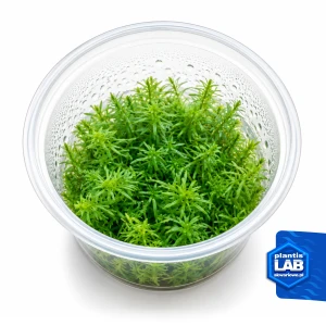 Rotala nanjenshan invB