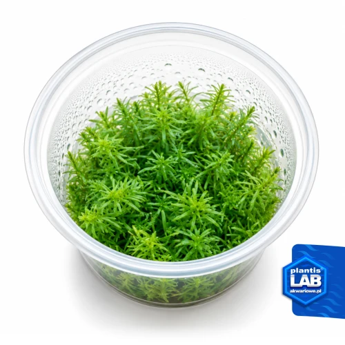 INV Rotala Nanjenshan.jpg