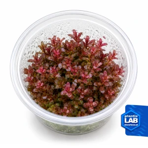 Rotala rotundifolia colorata invB