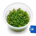 INV Rotala rotundifolia.jpg