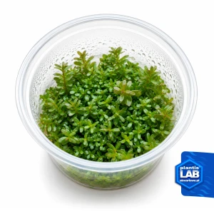 Rotala rotundifolia invB