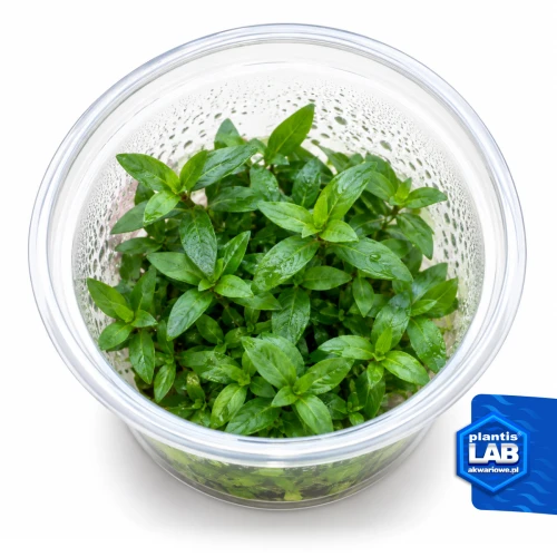 INV Staurogyne repens.jpg