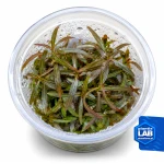 Hygrophila Ringens invB