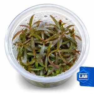 Hygrophila Ringens invB