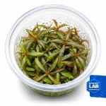 Hygrophila sp. Araguaia invB