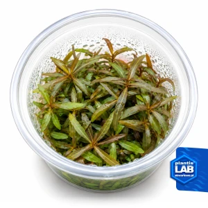 Hygrophila sp. Araguaia invB