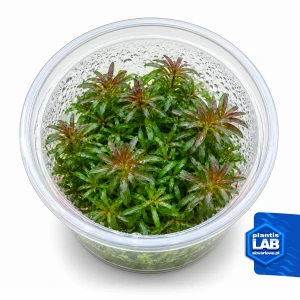 Limnophila Aromatica Red invB