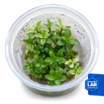 Hygrophila polisperma white invB