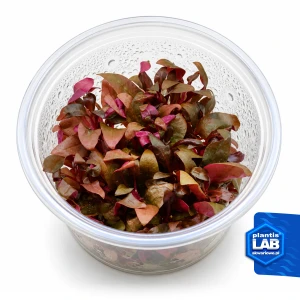 Alternanthera reineckii mini invB