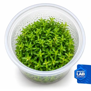 Rotala H'ra invB