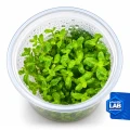 INV Bacopa australis.jpg