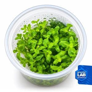 Bacopa australis invB