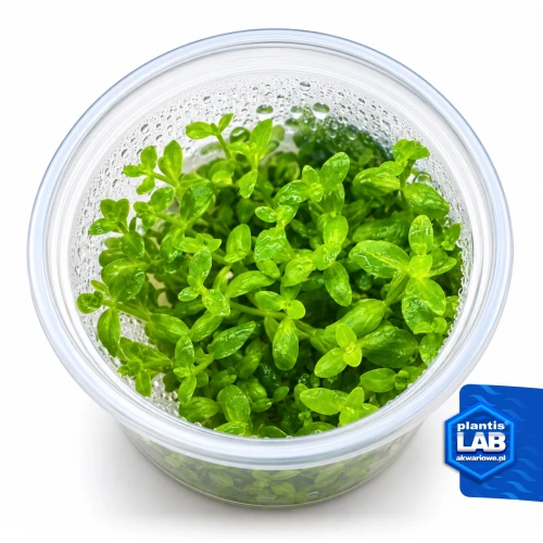 INV Bacopa australis.jpg