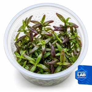 Bacopa Salzmannii „Purple” invB