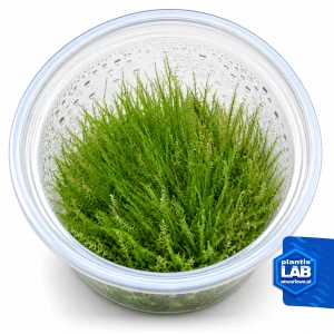 Mech nano (Amblystegium serpens) invC