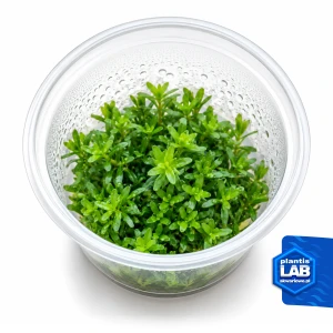 Rotala sp. Green invB