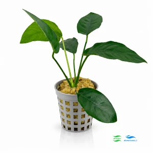 Anubias Barteri D - mniejszy
