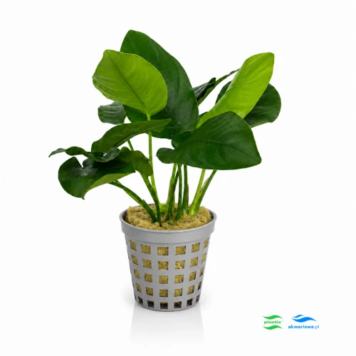 Anubias Barteri E - standard X2 1.jpg