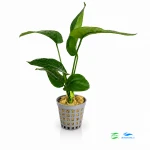 Anubias Barterii E - Większy
