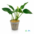 Anubias Barteri F 1.jpg