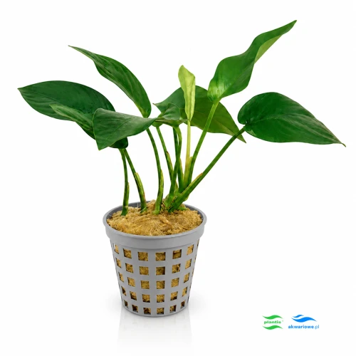 Anubias Barteri F 1.jpg