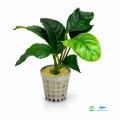 Anubias coffefolia E 1.jpg