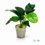 Anubias coffefolia E