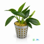 Anubias nana F