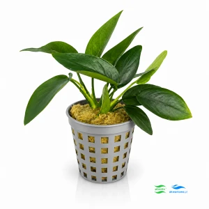 Anubias nana F