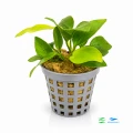 Anubias nana gold 1.jpg