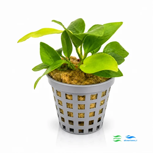 Anubias nana gold 1.jpg