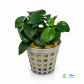 Anubias petite 1.jpg