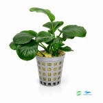 Anubias rondo F