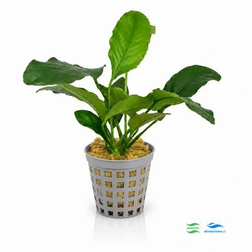 Anubias Short F 1.jpg