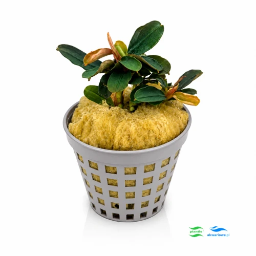 Bucephalandra kedagang mini round 1.jpg