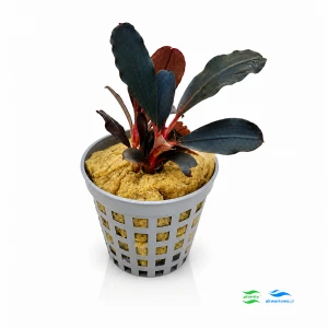 Bucephalandra red central (2 sadzonki)