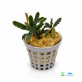 Bucephalandra titan 1.jpg