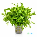 Alternanthera colorata green