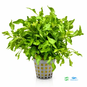 Alternanthera colorata green