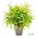 Alternanthera colorata green narrow