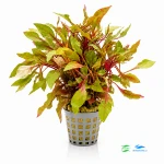 Alternanthera colorata red