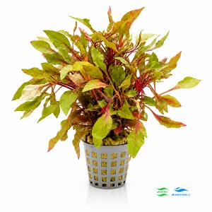 Alternanthera colorata red