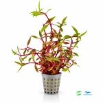 Alternanthera lilacina