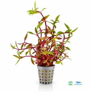 Alternanthera lilacina
