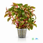 Alternanthera reinecki