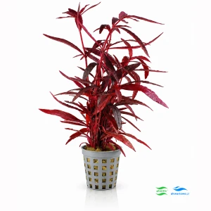 Alternanthera rubra